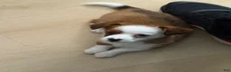 Mixed Breed dogs for sale: Mixed Breed lilly - Ad 1