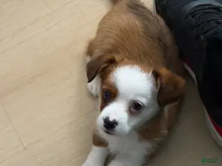 Mixed Breed dogs Mixed Breed lilly - Ad 15