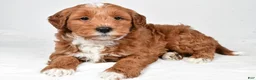 Mini Goldendoodle dogs for sale: Asher - Ad 5