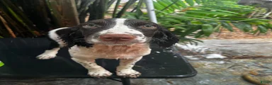 Rocky English Springer Spaniel 1