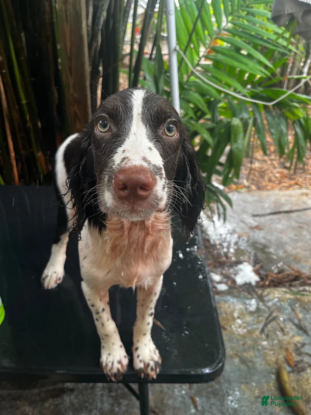 English Springer Spaniel dogs for sale: Rocky English Springer Spaniel 1 - Ad 1