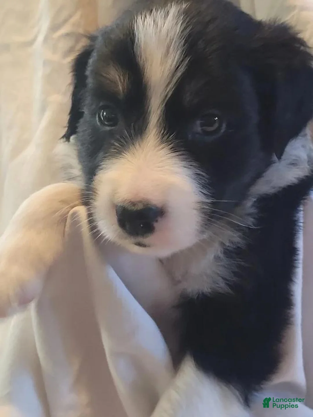 Mixed Breed dogs for sale: Lacy - Ad 1
