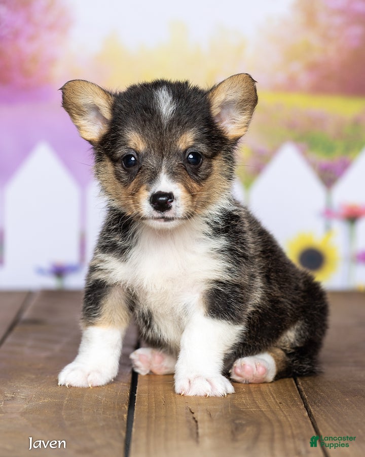 Welsh Corgi Pembroke dogs Javen - Ad 1