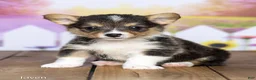 Welsh Corgi Pembroke dogs for sale: Javen - Ad 1