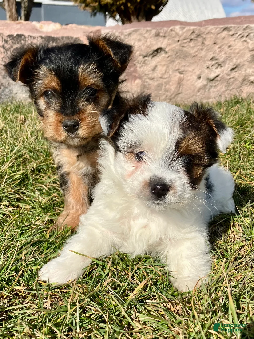 Yorkshire Terrier dogs for sale: Kolby - Ad 7