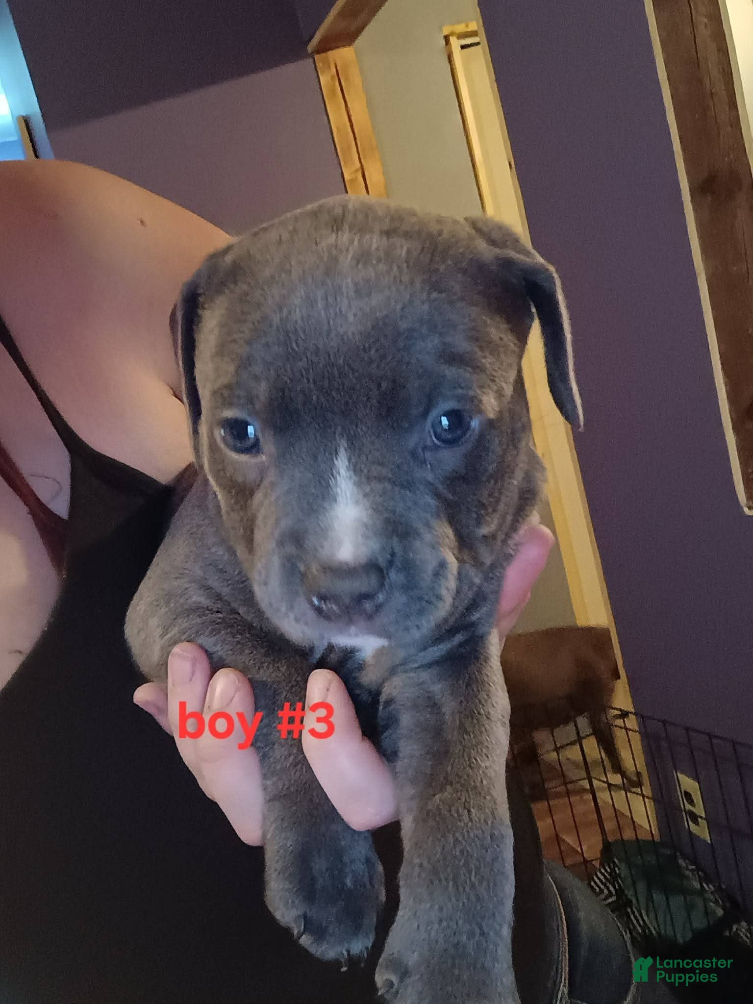 American Pit Bull Terrier dogs American Pit Bull Terrier Puppy 3 - Ad 29