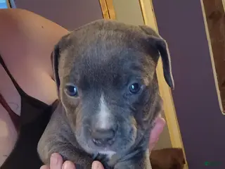 American Pit Bull Terrier dogs American Pit Bull Terrier Puppy 3 - Ad 29