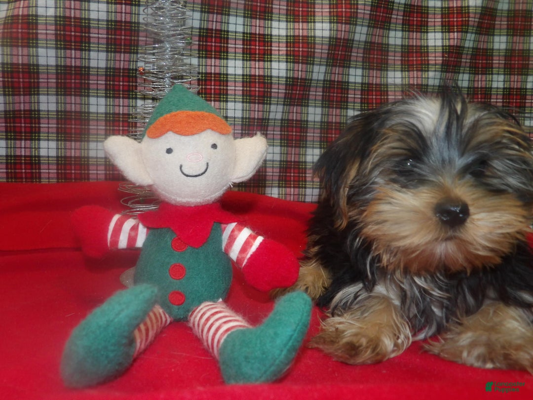 Yorkshire Terrier dogs for sale: Alex - Ad 2