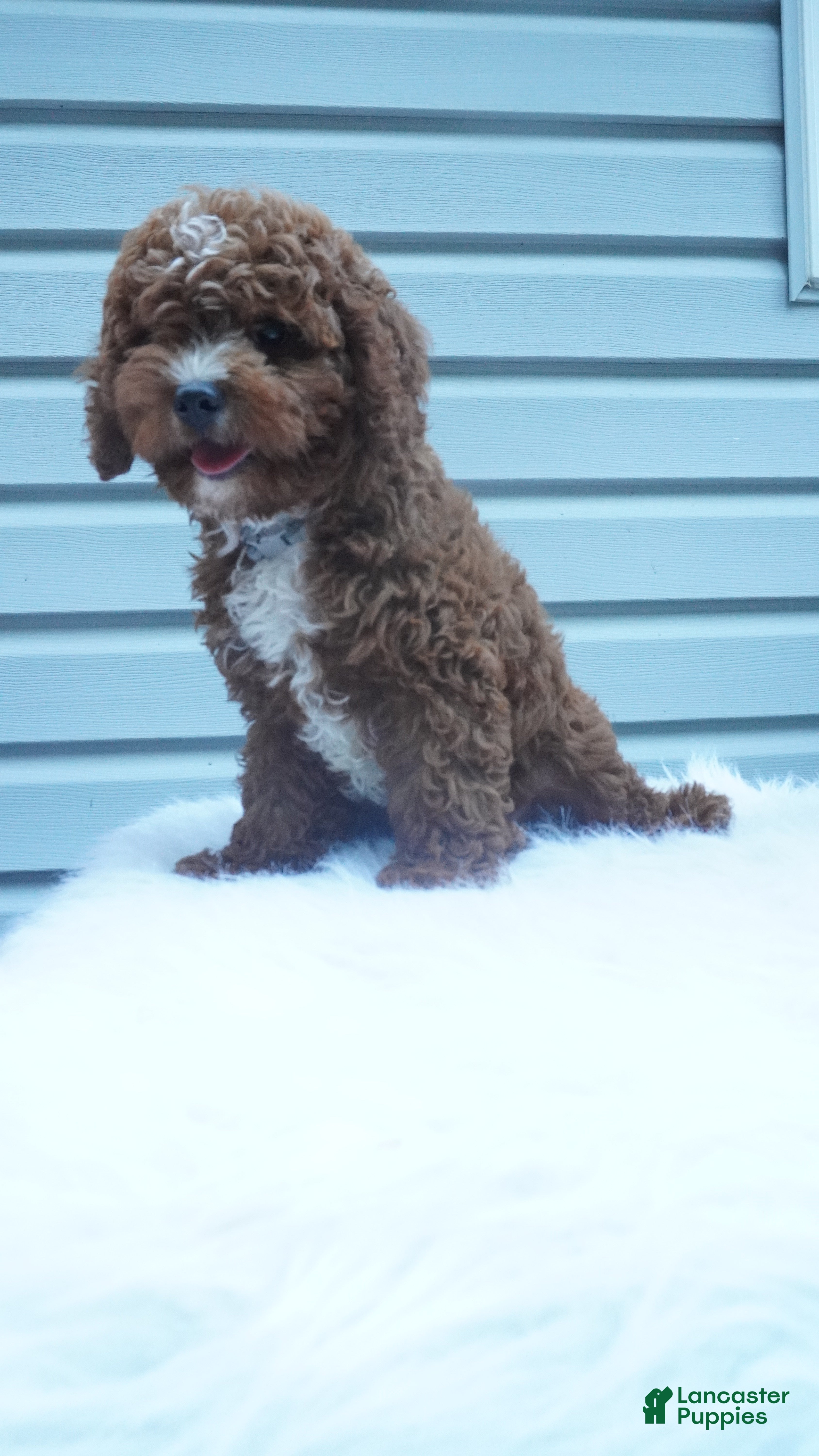 Cavapoo dogs Teddy  - Ad 1
