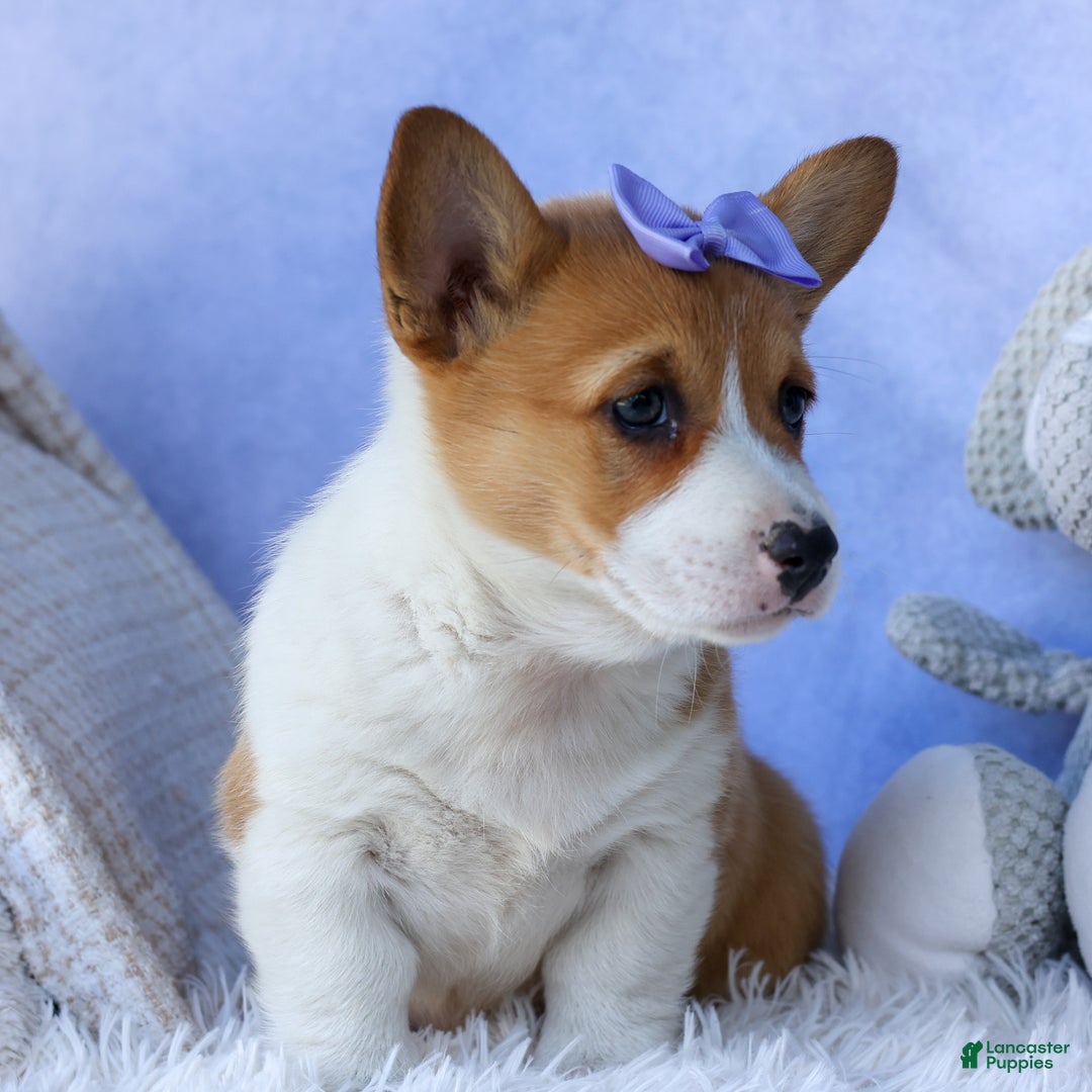 Welsh Corgi Pembroke dogs for sale: Tilly - Ad 16