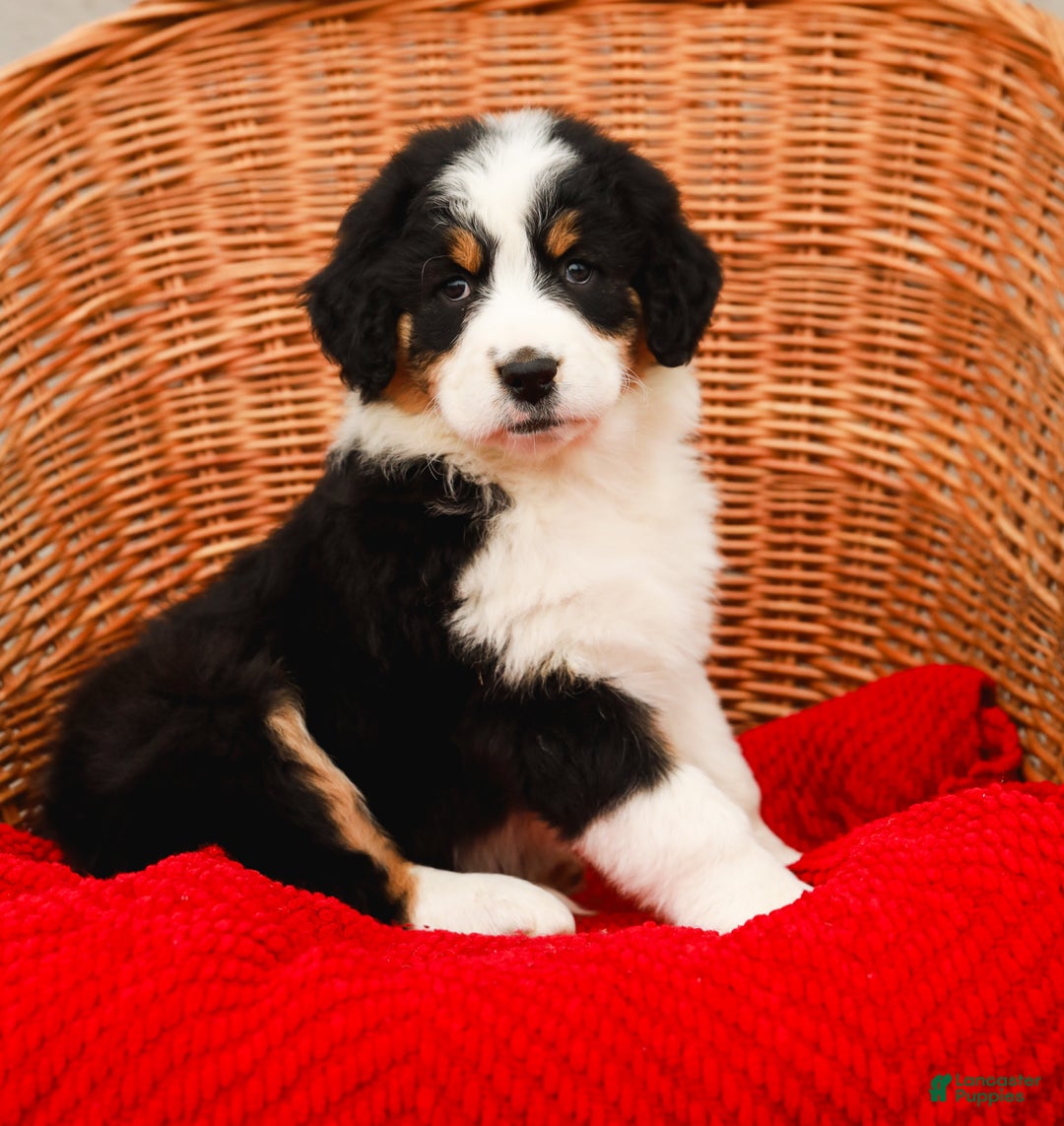 Aussiedoodle dogs for sale: Rose Standard - Ad 1