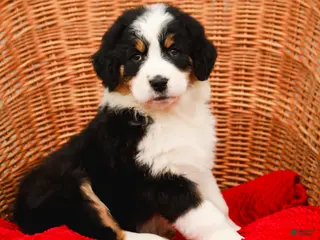 Aussiedoodle dogs Rose Standard - Ad 5