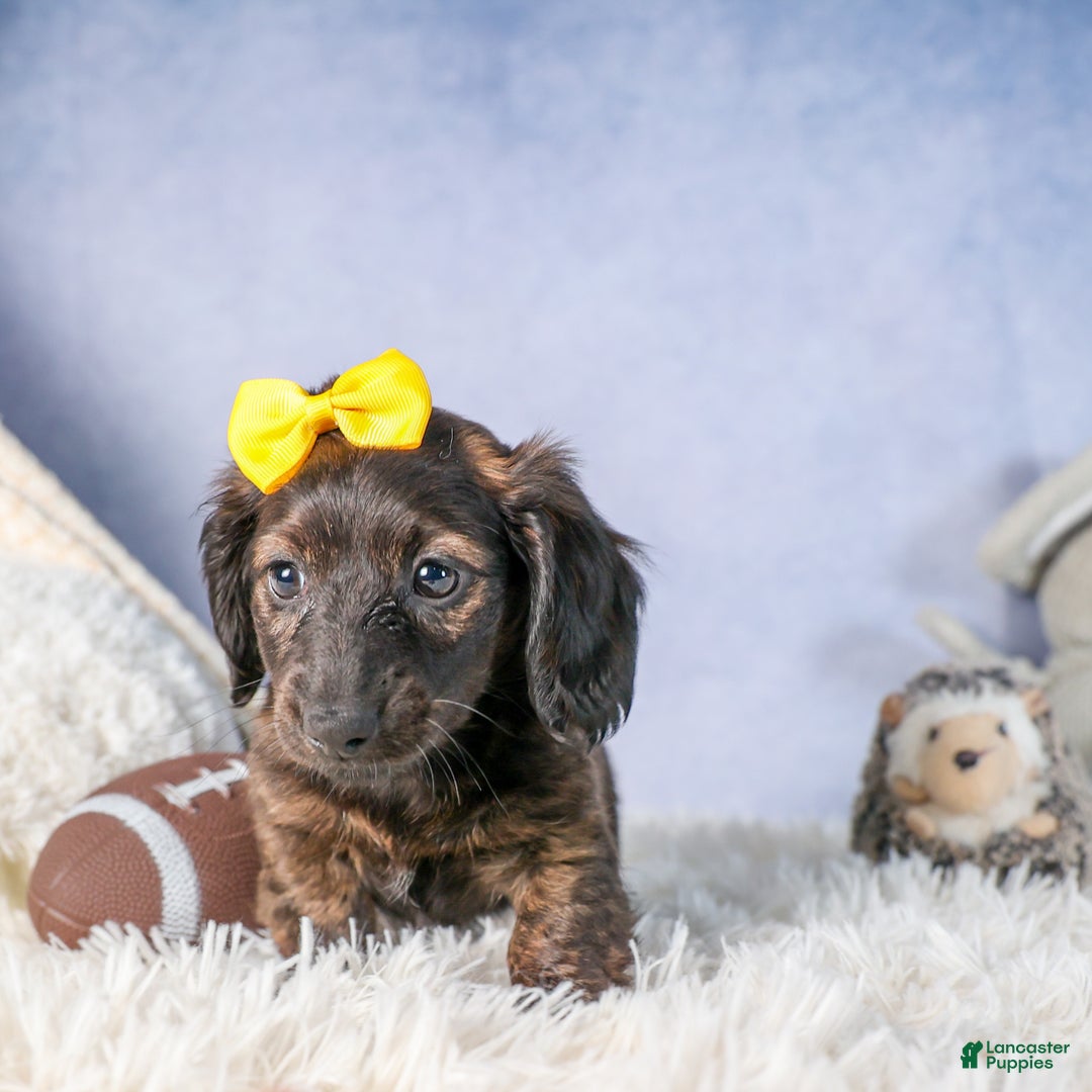 Miniature Dachshund dogs for sale: Cupcake - Ad 15