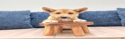 Mixed Breed dogs for sale: Reid - Ad 2