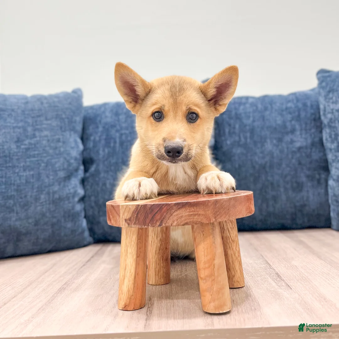 Mixed Breed dogs for sale: Reid - Ad 2