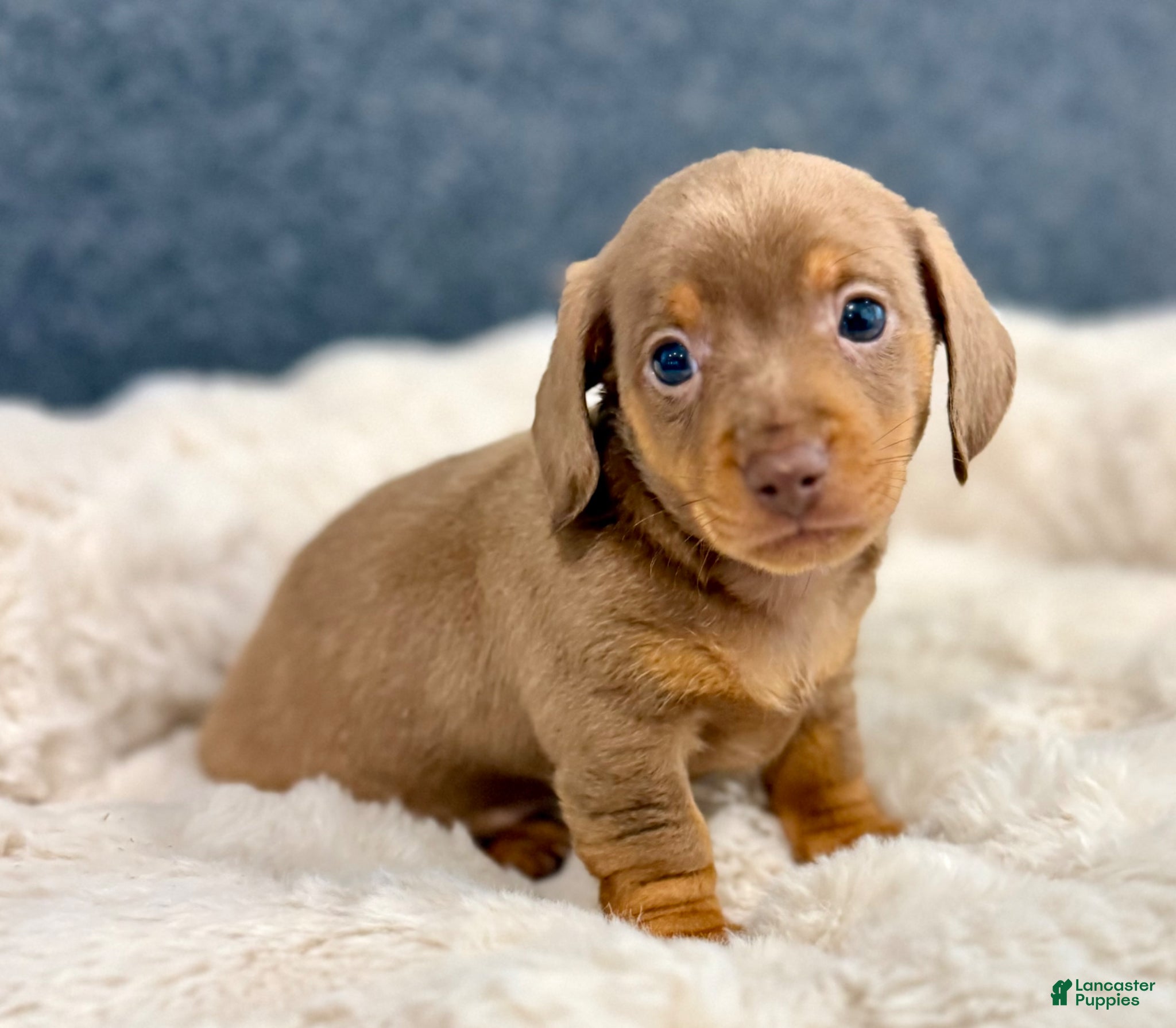 Miniature Dachshund dogs for sale: Milly - Ad 6