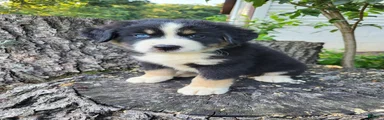 Buddy 