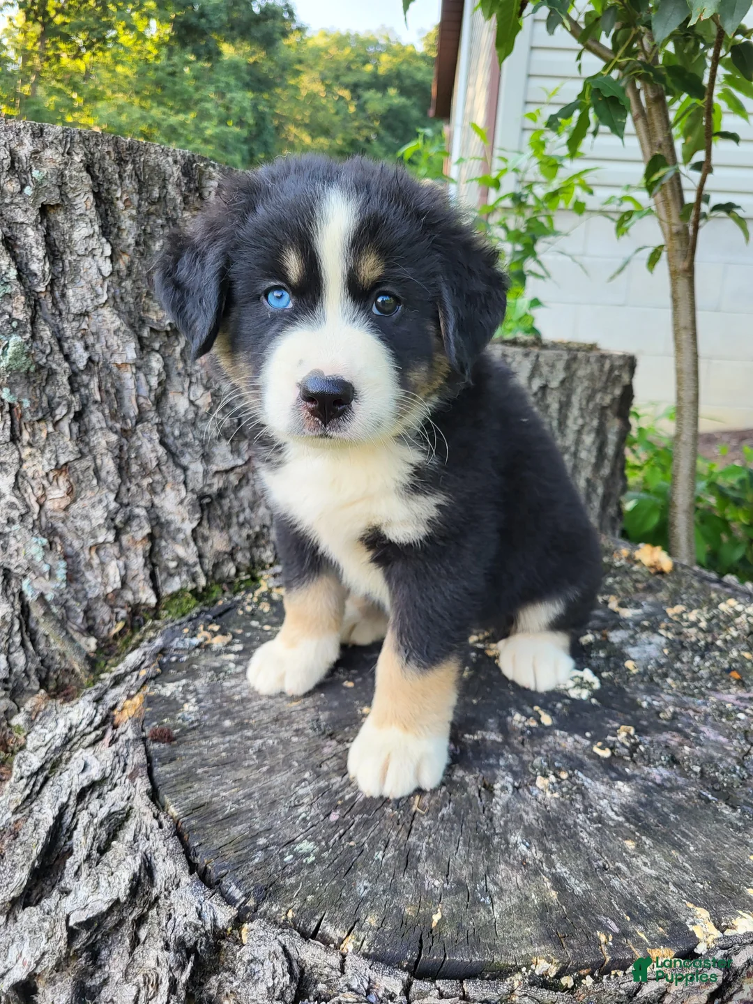 Mixed Breed dogs for sale: Buddy  - Ad 1