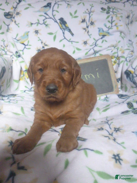 Mixed Breed dogs Remi - Ad 2