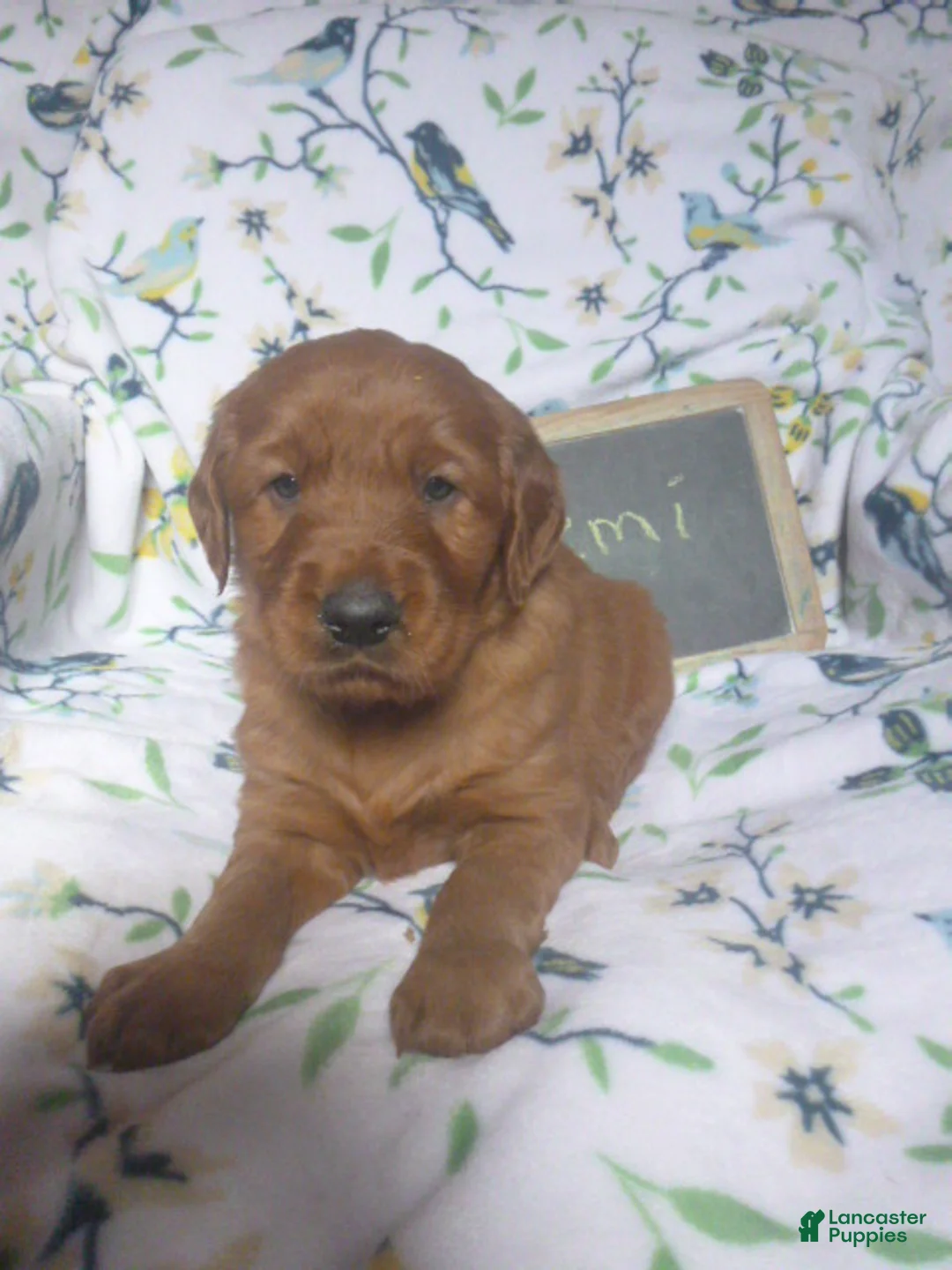 Mixed Breed dogs for sale: Remi - Ad 1