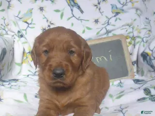 Mixed Breed dogs for sale: Remi - Ad 3