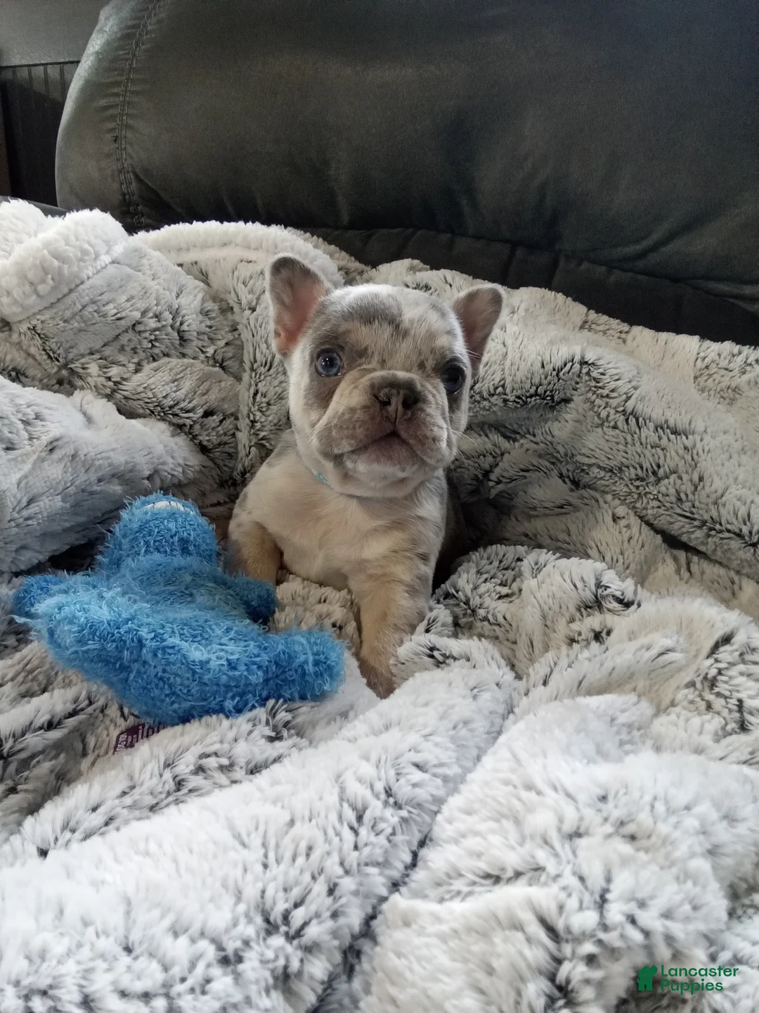 French Bulldog dogs for sale: Zane - Ad 3