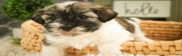 Havanese dogs for sale:  Snickerdoodle - Ad 2