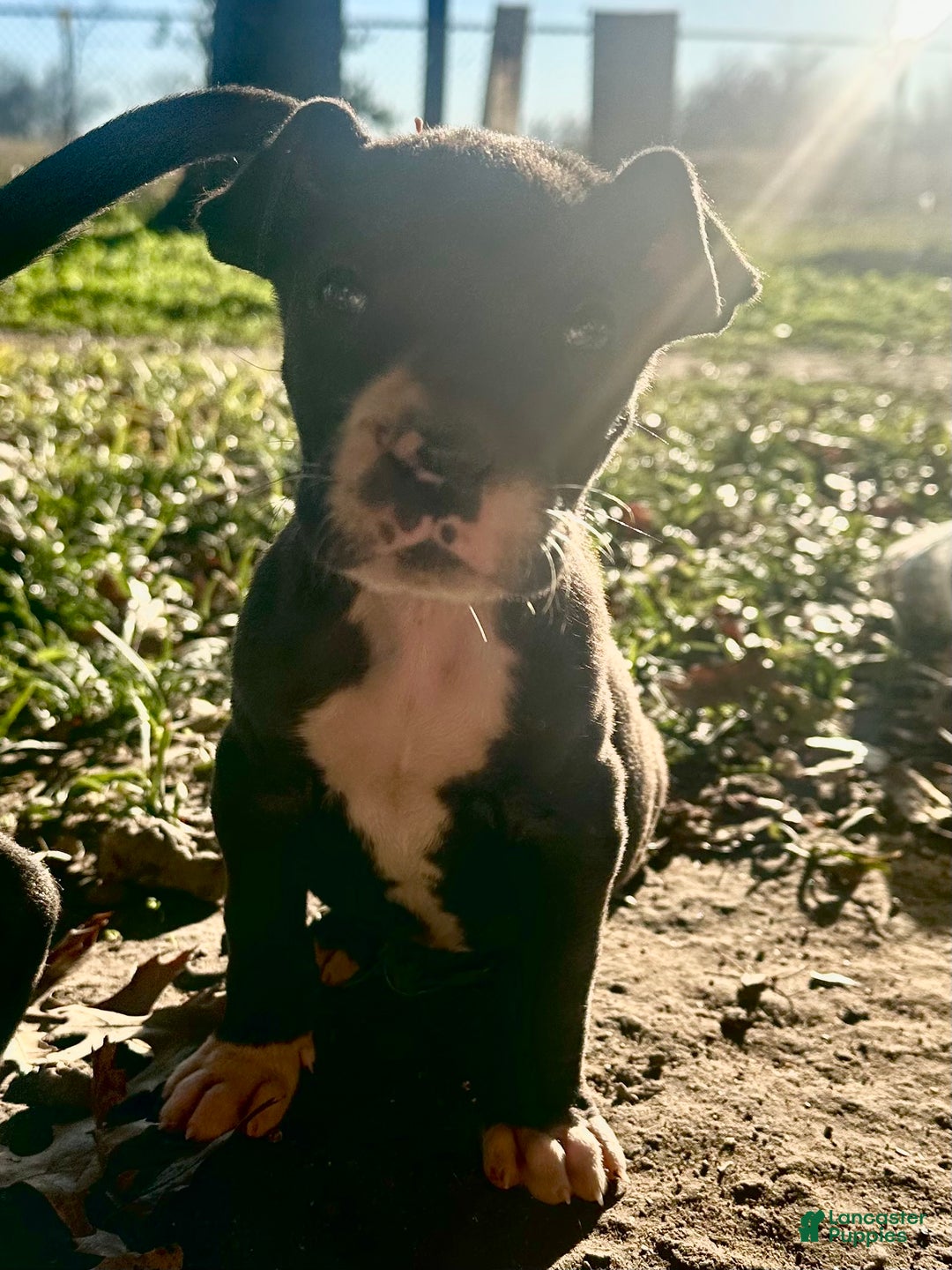 Great Dane dogs for sale: Great Dane Puppy 2 - Ad 9