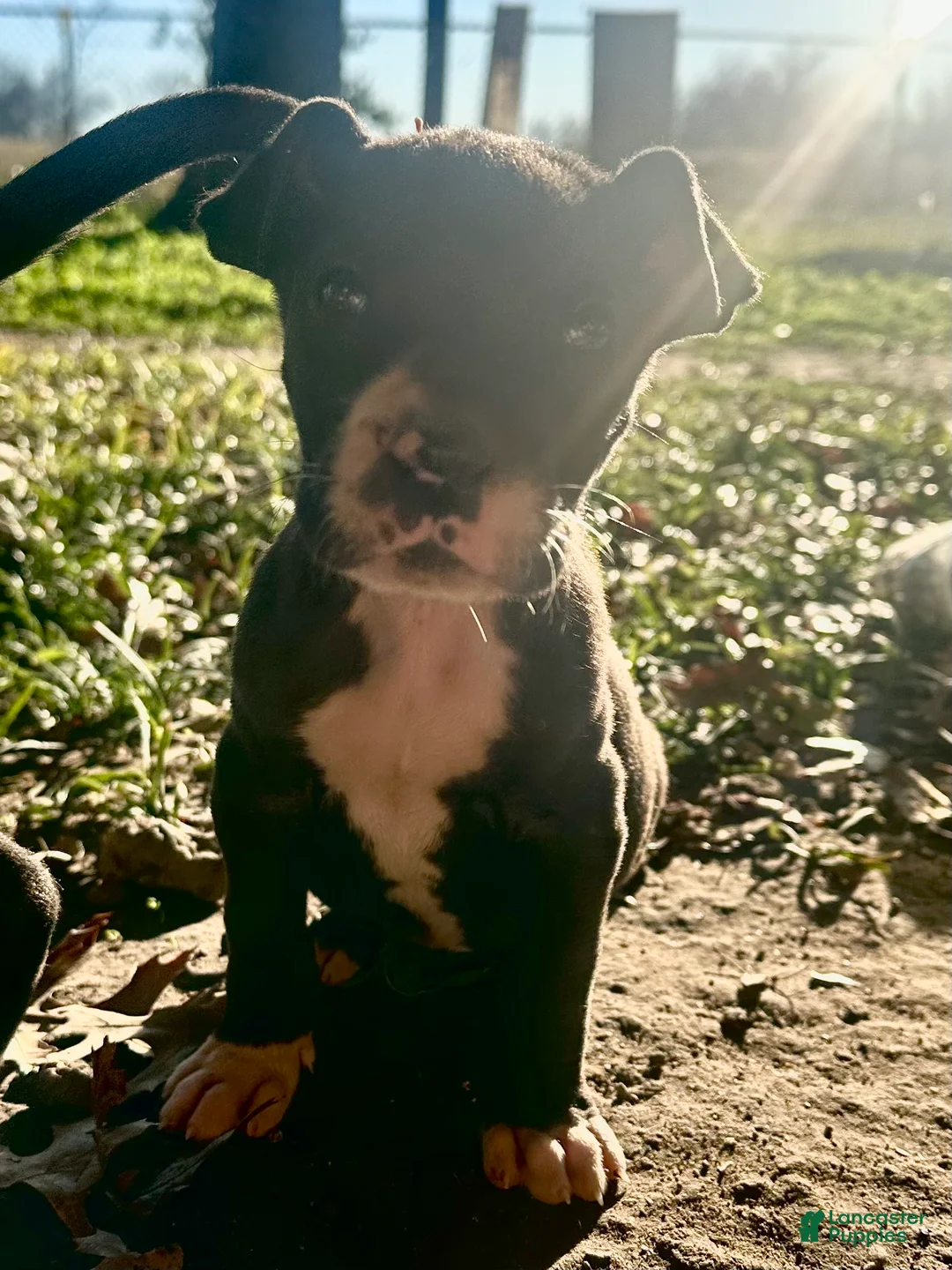 Great Dane dogs for sale: Great Dane Puppy 2 - Ad 9