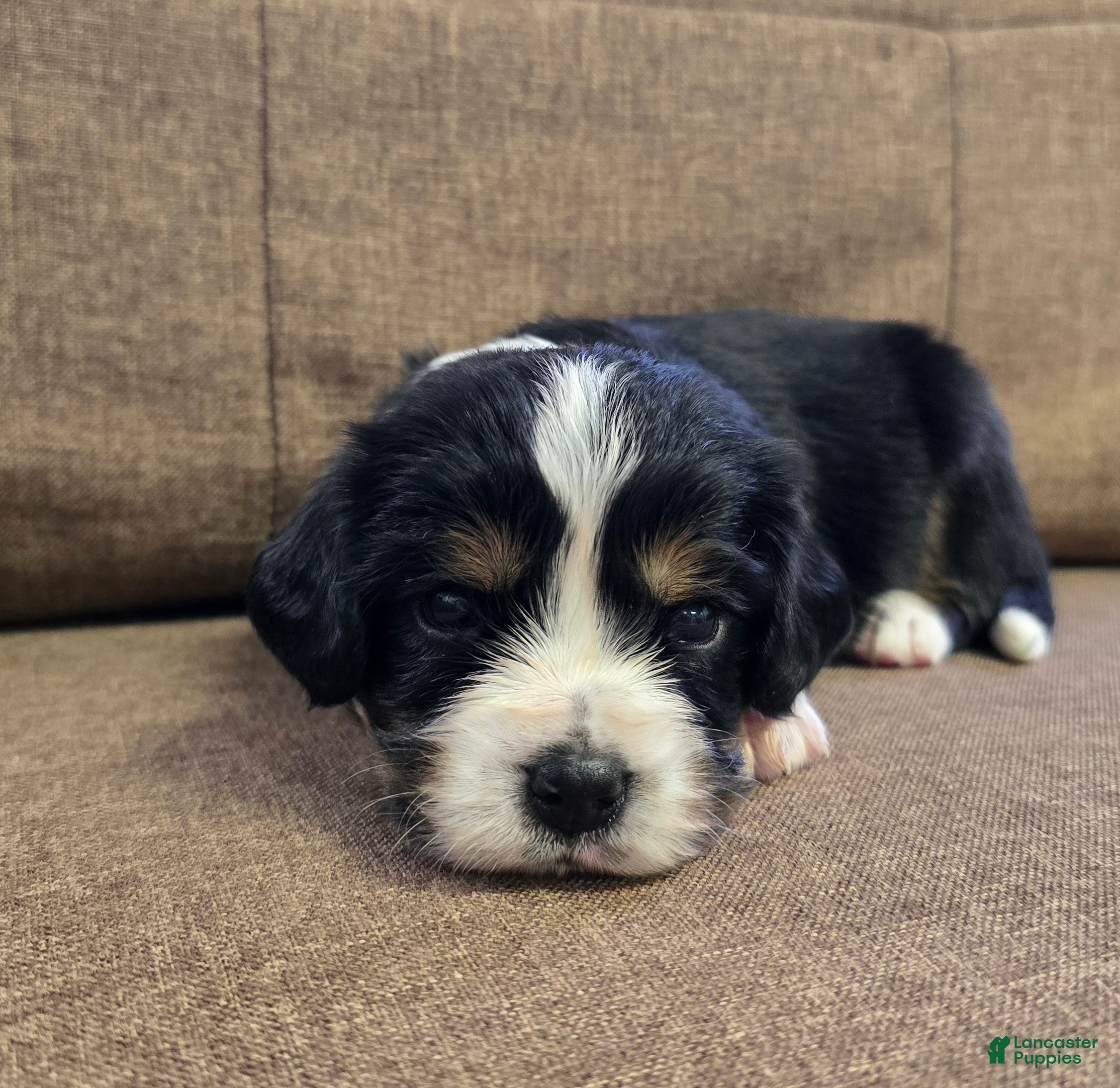 Miniature Bernese Mountain Dog dogs Oslo - Ad 1