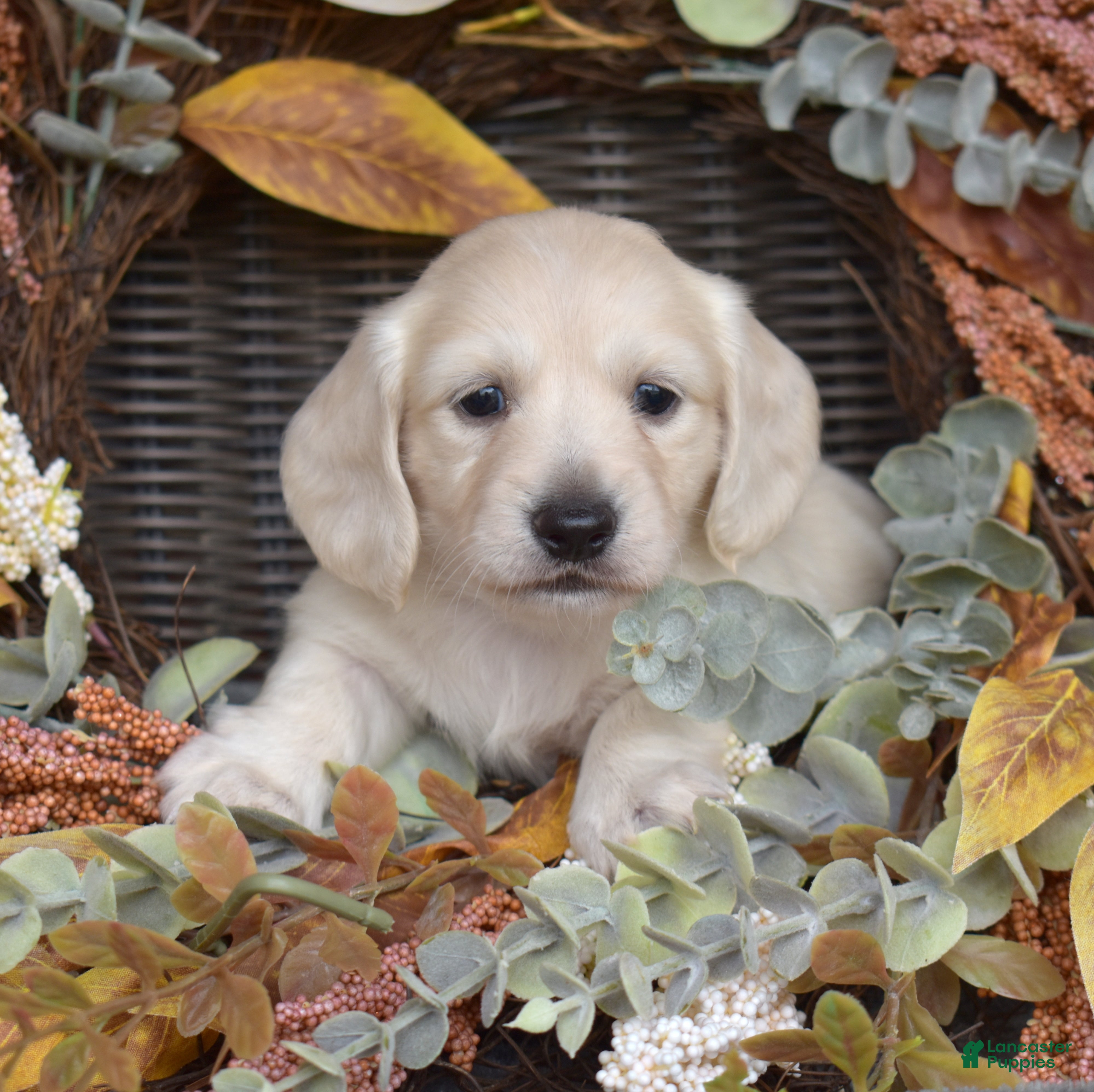 Miniature Dachshund dogs Blondie - Ad 2