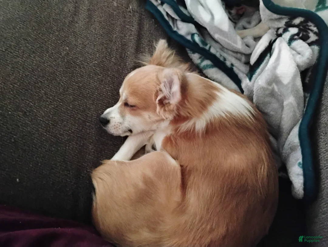 Chihuahua dogs for sale: Chihuahua Puppy 1 - Ad 2