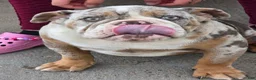 English Bulldog dogs for sale: English Bulldog 1 - Ad 9