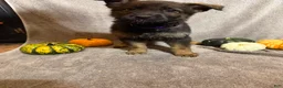German Shepherd dogs for sale: Emily (Purple Collar Female)  - Ad 5