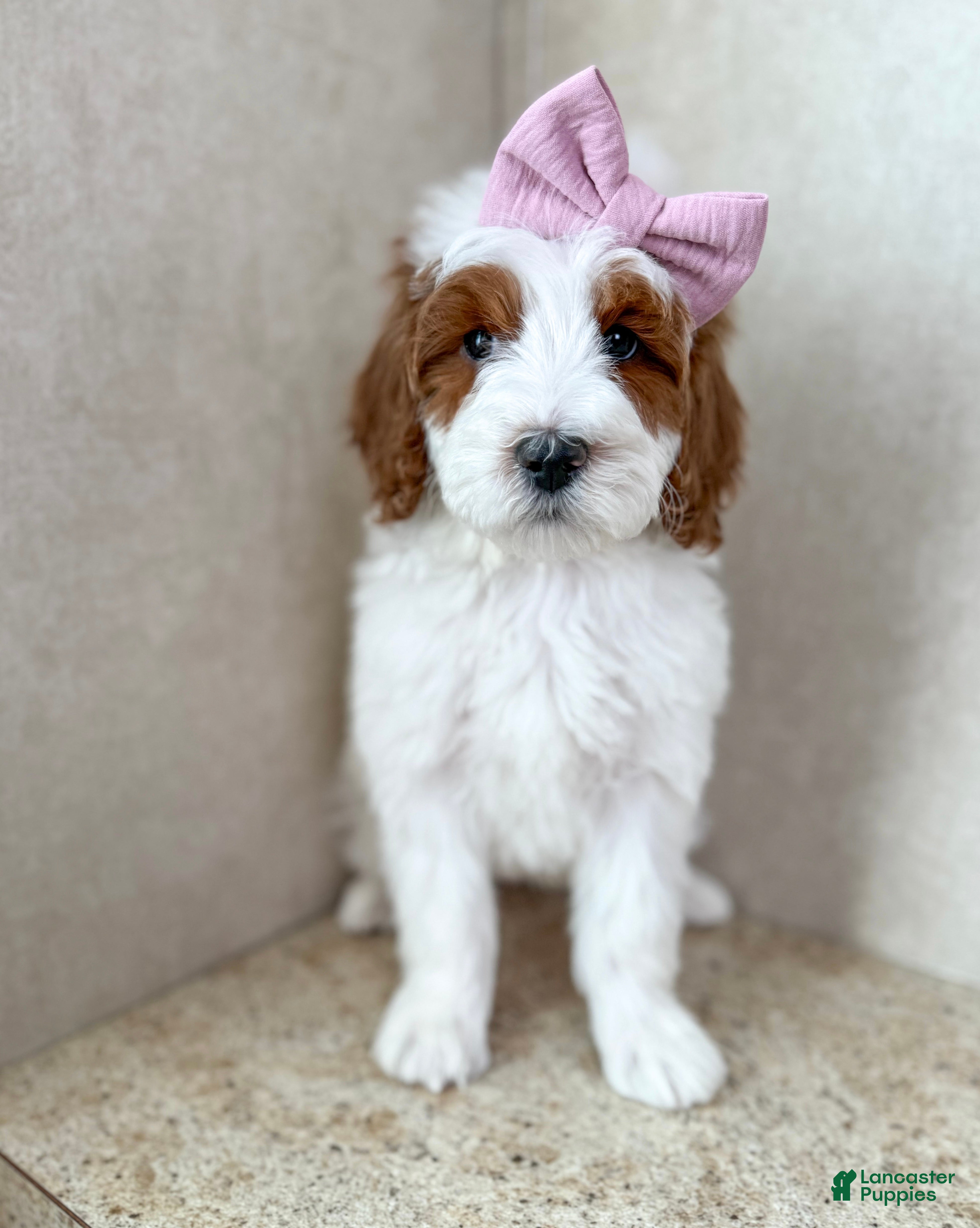 Goldendoodle dogs Ivy - Ad 5