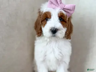 Goldendoodle dogs Ivy - Ad 5