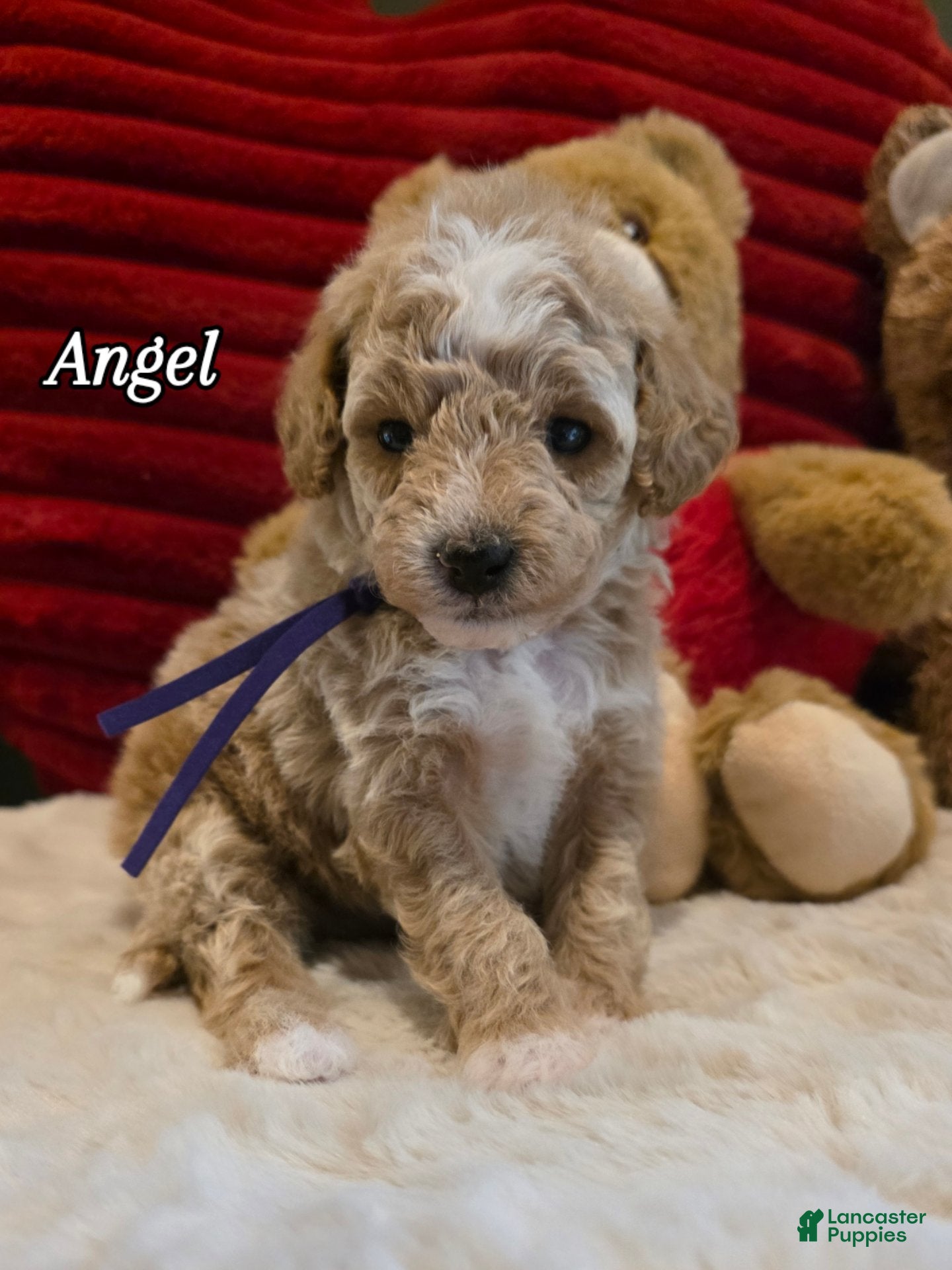 Mini Goldendoodle dogs Angel   - Ad 16