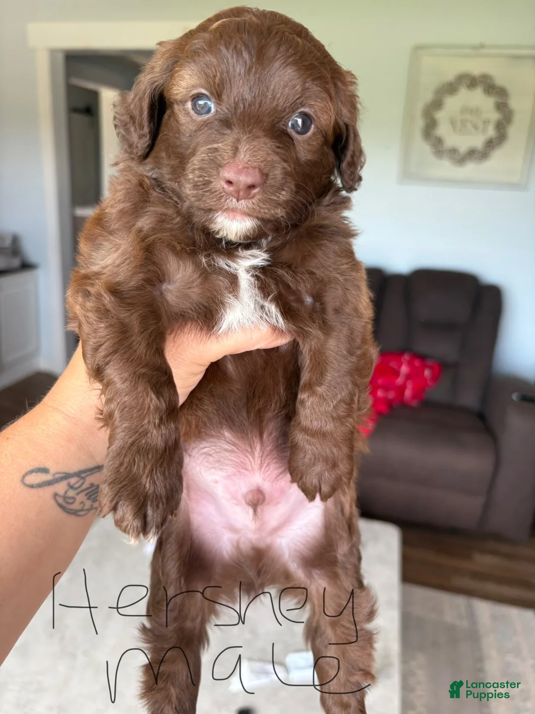 Aussiedoodle dogs for sale: Hershey  - Ad 1