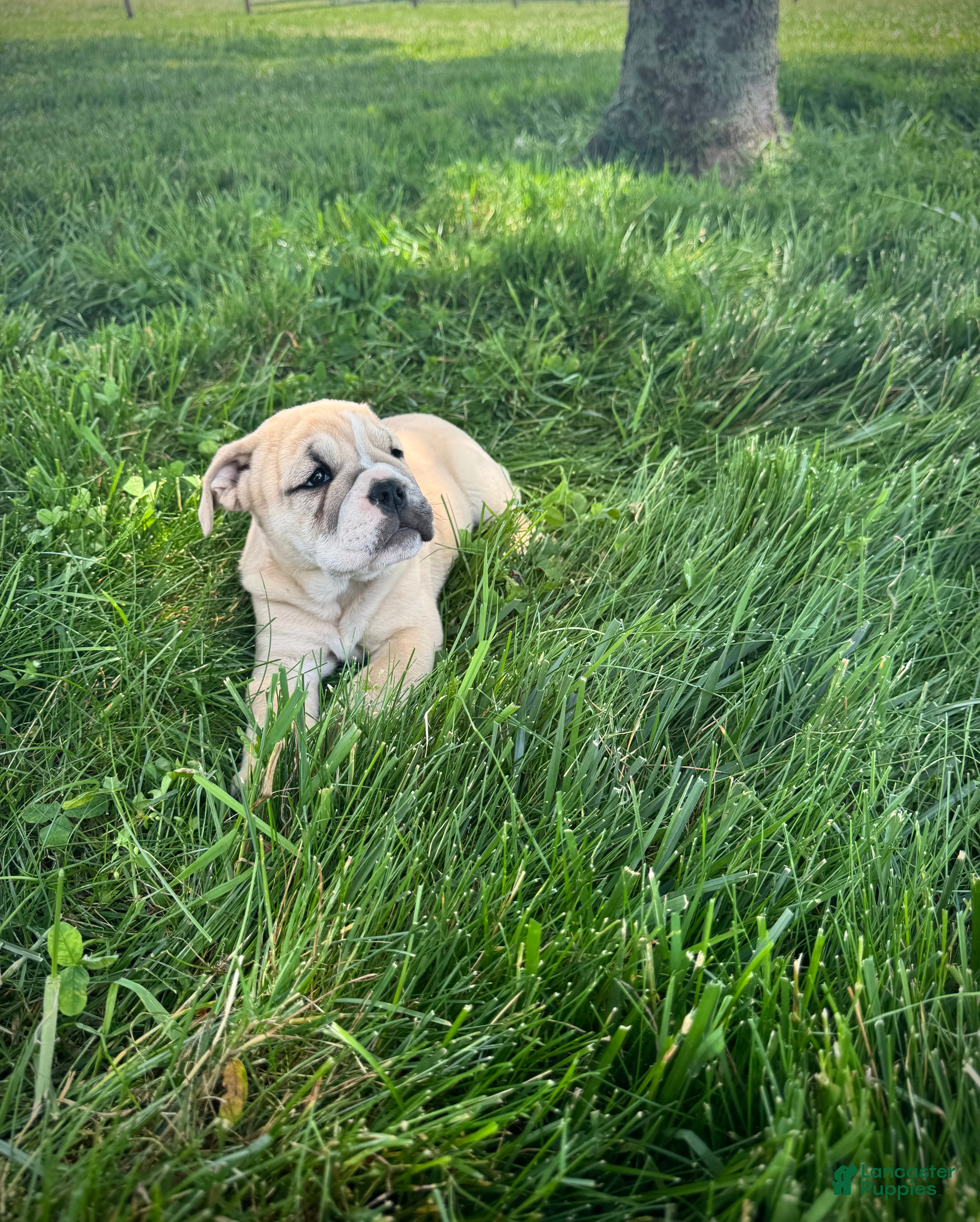 English Bulldog dogs Maggie - Ad 1