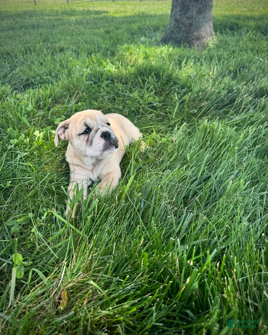 English Bulldog dogs for sale: Maggie - Ad 1
