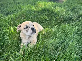 English Bulldog dogs for sale: Maggie - Ad 1