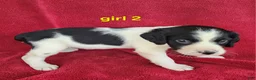 Brittany Spaniel dogs for sale: French Brittany girl 2 - Ad 2