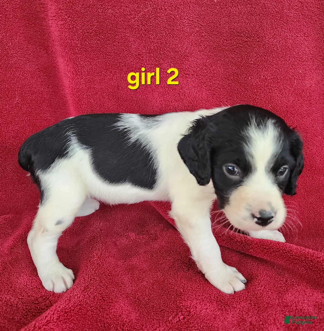 Brittany Spaniel dogs for sale: French Brittany girl 2 - Ad 2