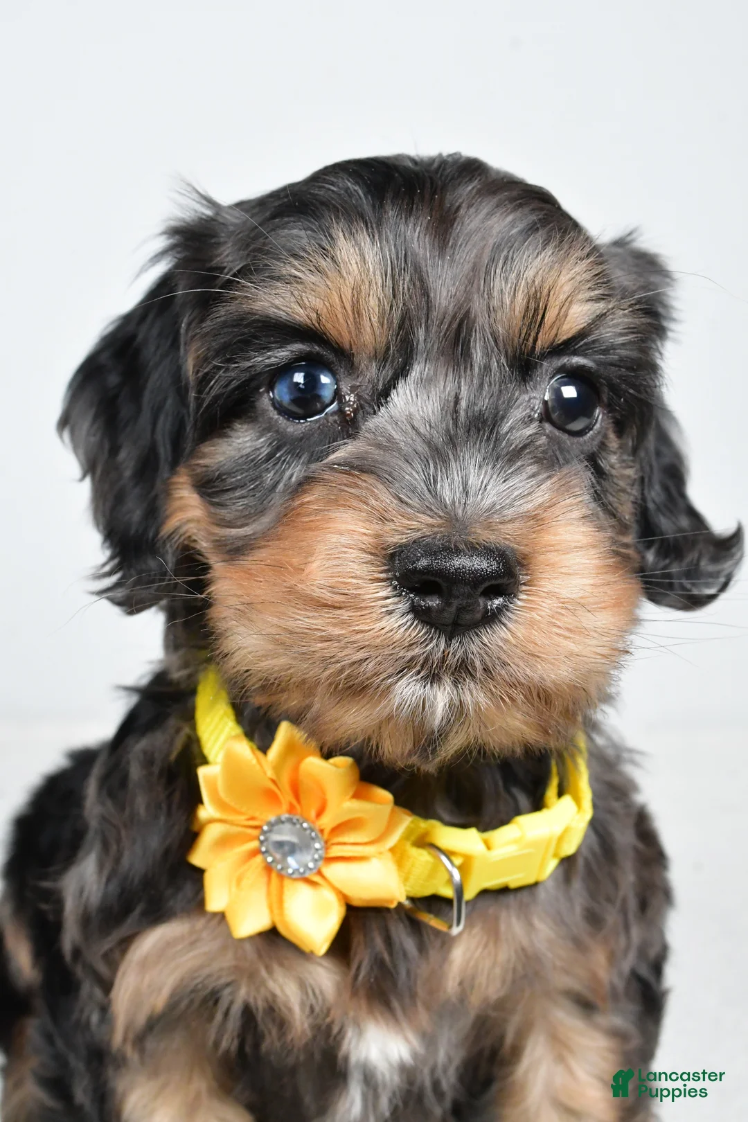 Cockapoo dogs for sale: Peggy - Ad 7