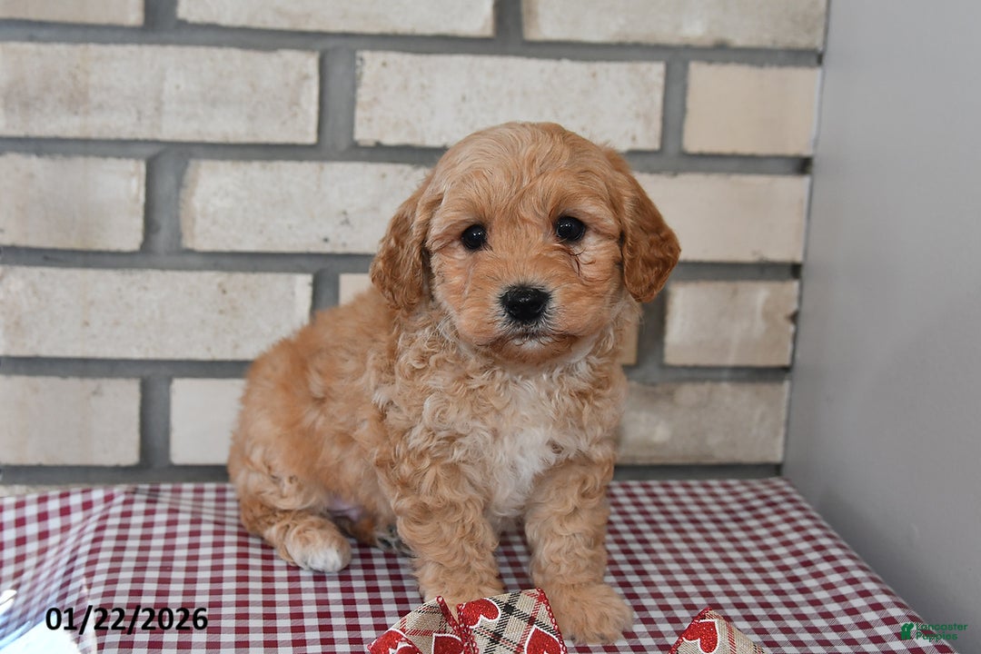 Bichpoo dogs for sale: Chris - Ad 3