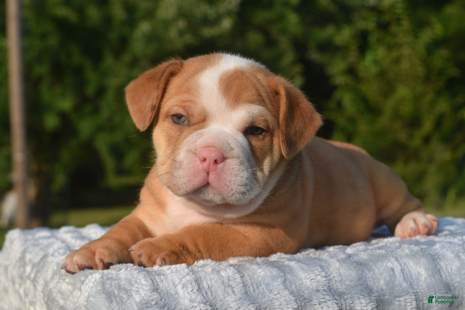 Mixed Breed dogs Tank hybrid bulldog puppy - Ad 1