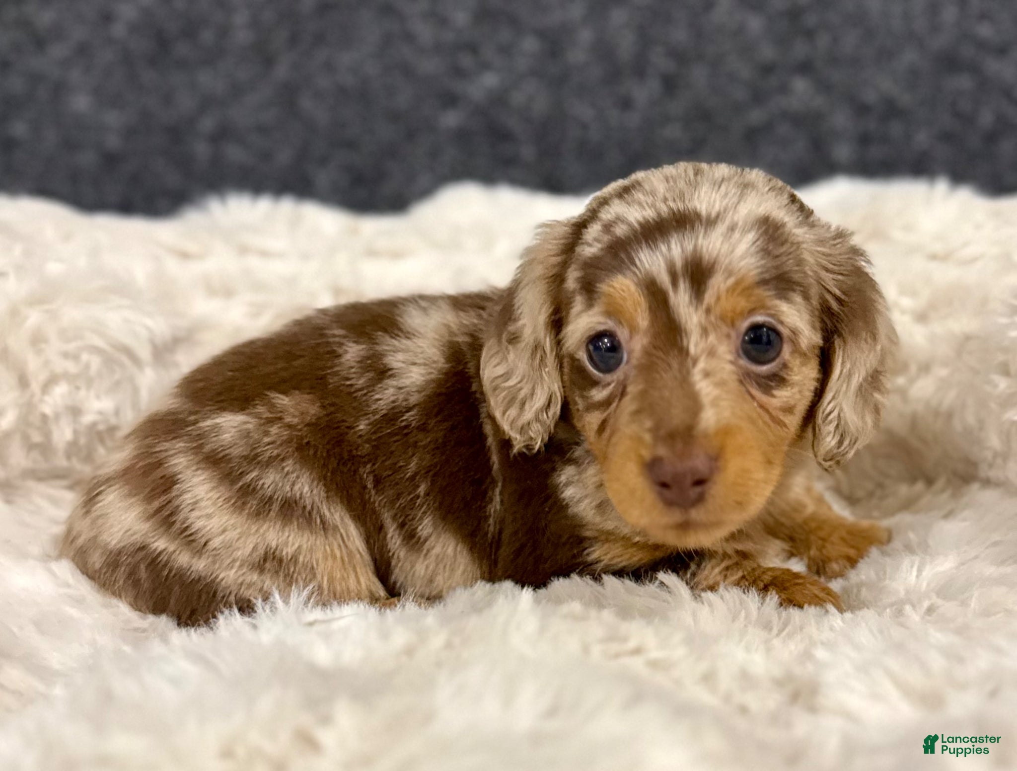 Miniature Dachshund dogs for sale: Milly - Ad 13