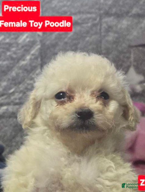 Toy Poodle dogs Precious - Ad 41