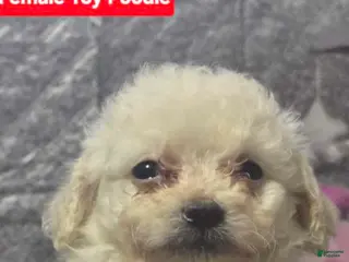 Toy Poodle dogs Precious - Ad 41