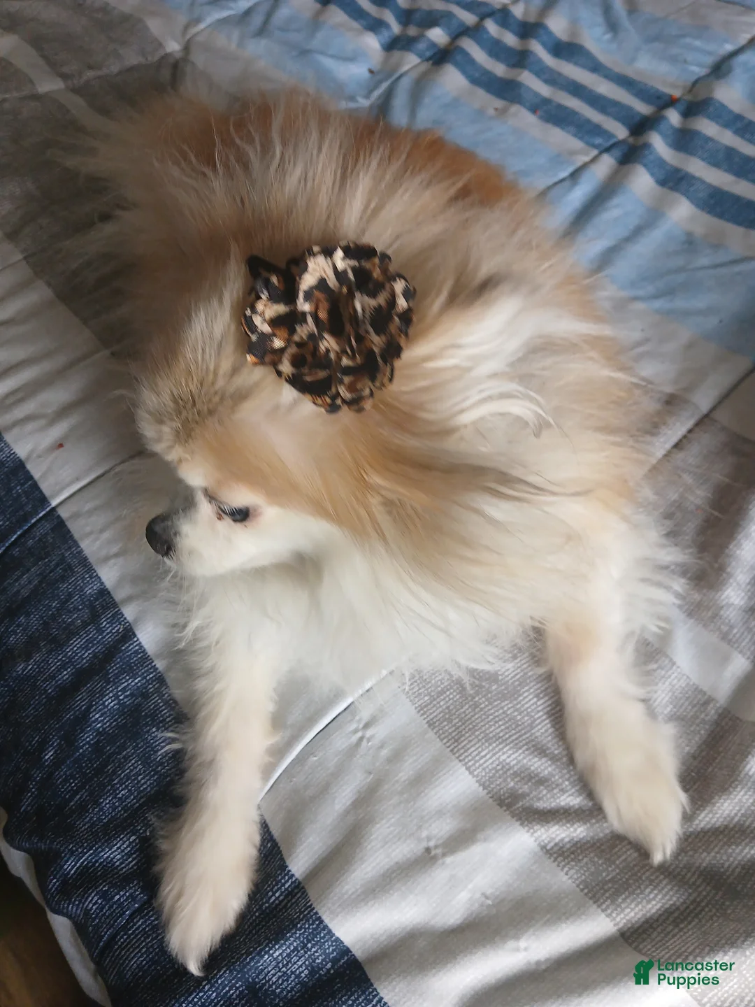 Pomeranian dogs for stud: FEMALE Teacup POMERANIAN 12 YRS - Ad 11